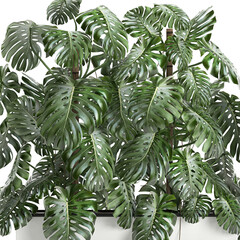 Monstera isolated on white background