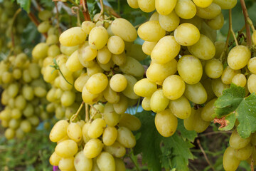 Bunches of ripe white grapes on a bush