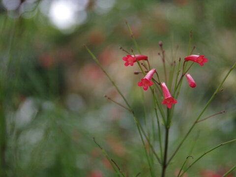 small red flowers in the garden.  bokeh background sun. park in thailand