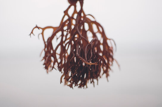 Seaweed farming; brown algae