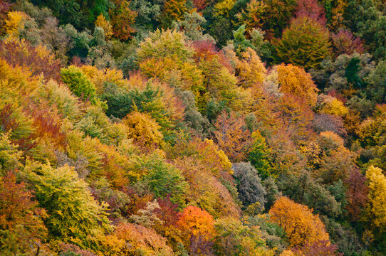 Autumn Forest Trees