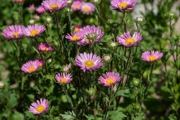Beautiful and colorful flowers