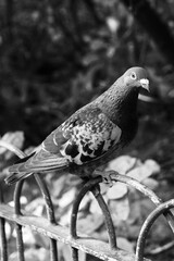 bird, pigeon,  on a fence