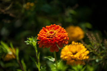 Beautiful and colorful flowers