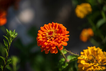 Beautiful and colorful flowers