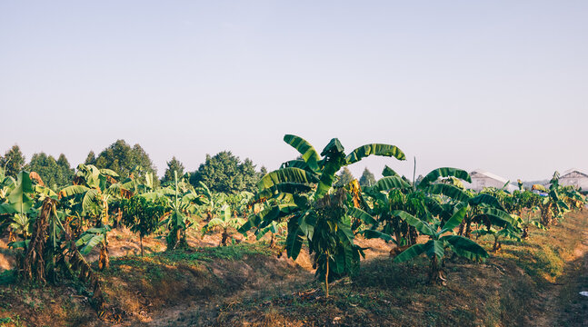 Banana plantation in Thailand in the morning