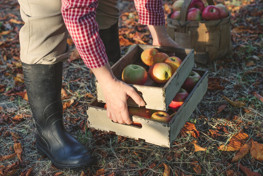 Agriculture: woman picking ripe apples in garden during fall