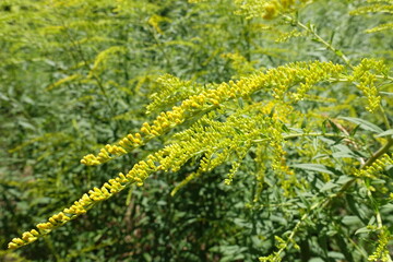 Close shot of panicles of yellow flowers of Solidago canadensis in July