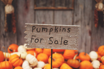 pumpkins for sale