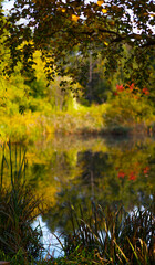 autumn landscape with a lake