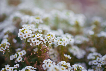 Flowers are alyssum close-up
