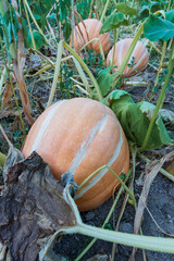 pumpkins in the field