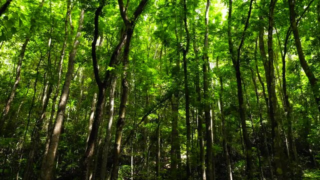 Green forest on a sunny day. Trees with green branches with sunlight. Bilar Man-Made Forest. Bohol, Philippines.