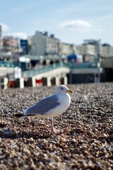 seagulls on the beach