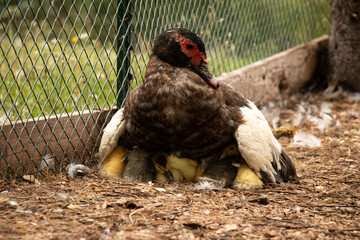 Muscovy Mother Duck With Baby Ducklings Nestled Underneath Her Body And Wings