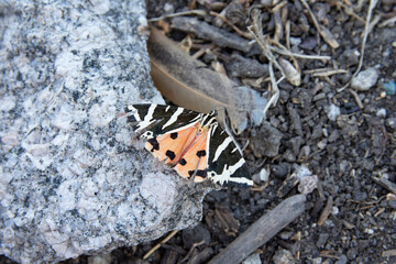 american painted lady ?