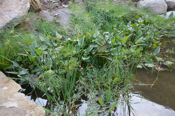 Nantes - La Carrière Miséry - Papyrus