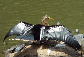 Biguatinga