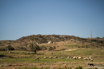 Fototapeta na wymiar Sheep field near Ephesus, Turkey