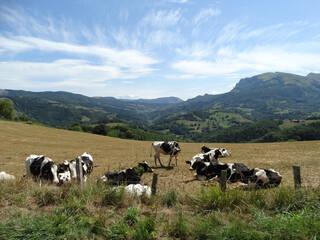 Fototapeta na wymiar Cows feeding on meadow for Milk