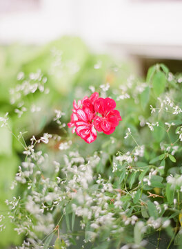 Geranium flower in a garden pot