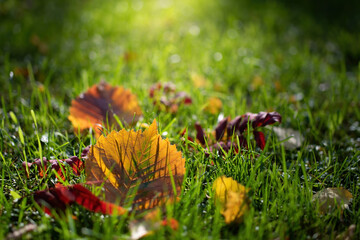 Leaves in various autumnal colors