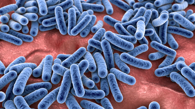 Bacteria, human microbiome