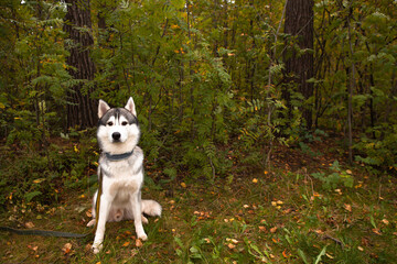 Siberian husky with brown eyes sits and looks ahead. Cheerful dog in nature. Copy space