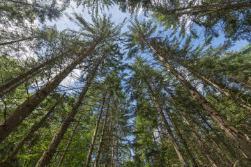 Fototapeta premium Copy Space- Trees plantation , moss