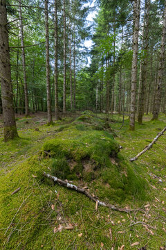 Copy Space-  Trees plantation , moss