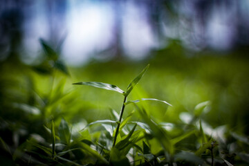 Fresh grass in the park whit selective focus