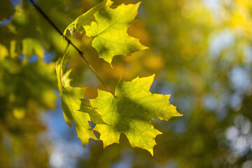 Twig with maple leaves close up