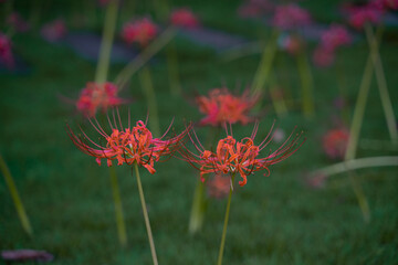 Close view of a bunch of red red lycoris radiatas on a green grass.