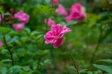 garden flowers with bees and colorful background with other flowers in sharp blur