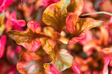creative leaves pattern Codiaeum variegatum (Croton, Variegated Laurel, Garden Croton, Orange Jessamine) colorful leaves closeup