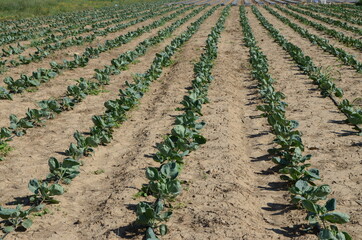 Fototapeta na wymiar Green and fresh Savoy cabbage growing on irrigated field. Cultivated cabbage growing in garden. Fresh Cabbage leaves. Salad plant. Organic food production. Agronomy 