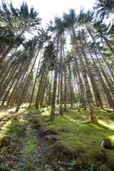 Copy Space-  Trees plantation , moss