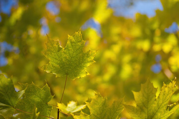 Twig with maple leaves close up