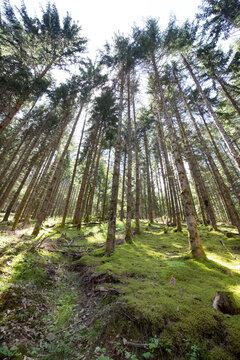 Copy Space-  Trees plantation , moss