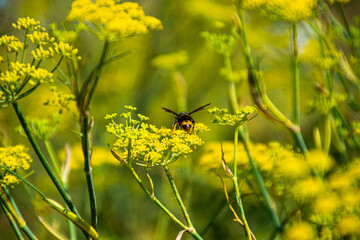 Photo of a little bee on a yellow flower surrounded by nature and with a blue sky. Free, wild and dangerous animal