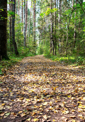 Beautiful autumn forest. The road in autumn fallen leaves.