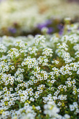 Flowers are alyssum close-up