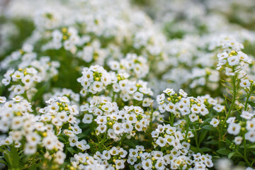 Flowers are alyssum close-up