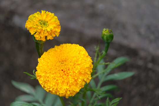 Close-up Gumitir flower