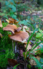 honey mushrooms growing on a stump in the forest