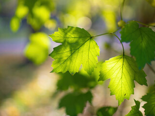 Twig with maple leaves close up