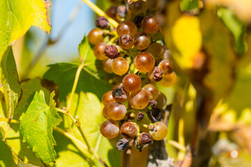 Vineyards in Tucany, Italy, near San Gimigiano