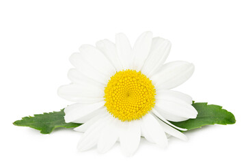 white chamomile head isolated on white background. full depth of field