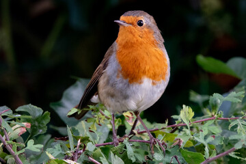 European Robin