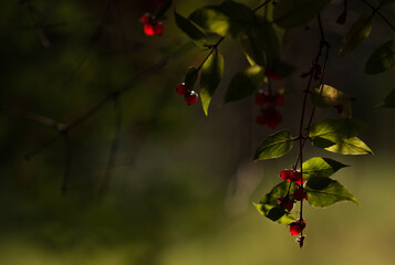 red berries on a branch with green leaves